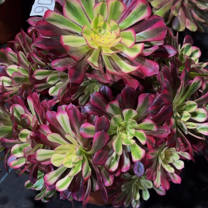 00000904红通白多肉植物