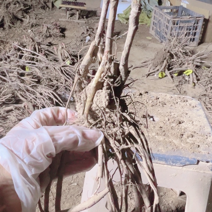 当前无花栽培后可以开花金阁