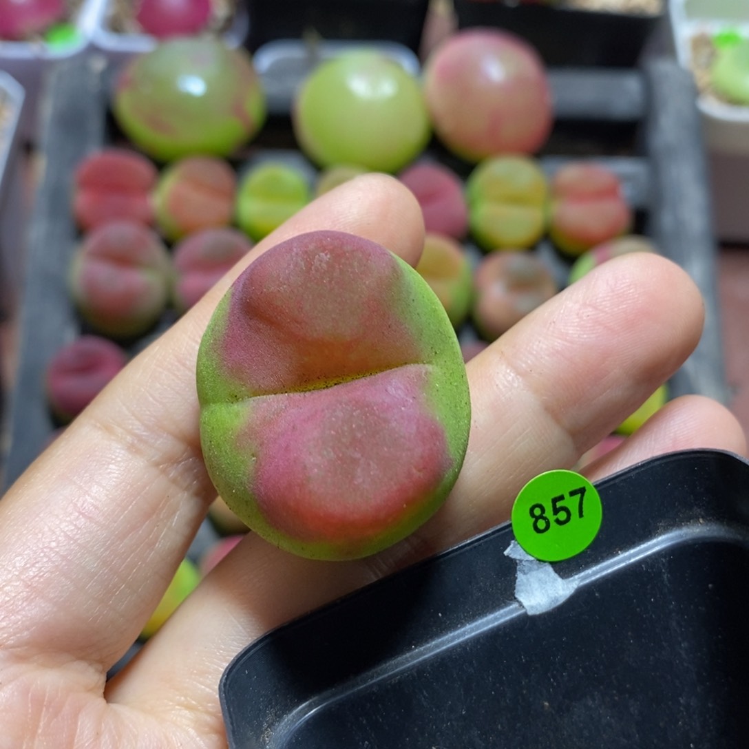 大毛3.3cm（小瑕疵）多肉857