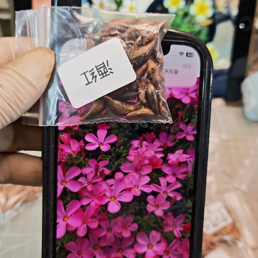 酢浆草早花纤细酒红