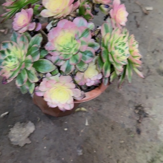 因**你 27加急发明天早上八点