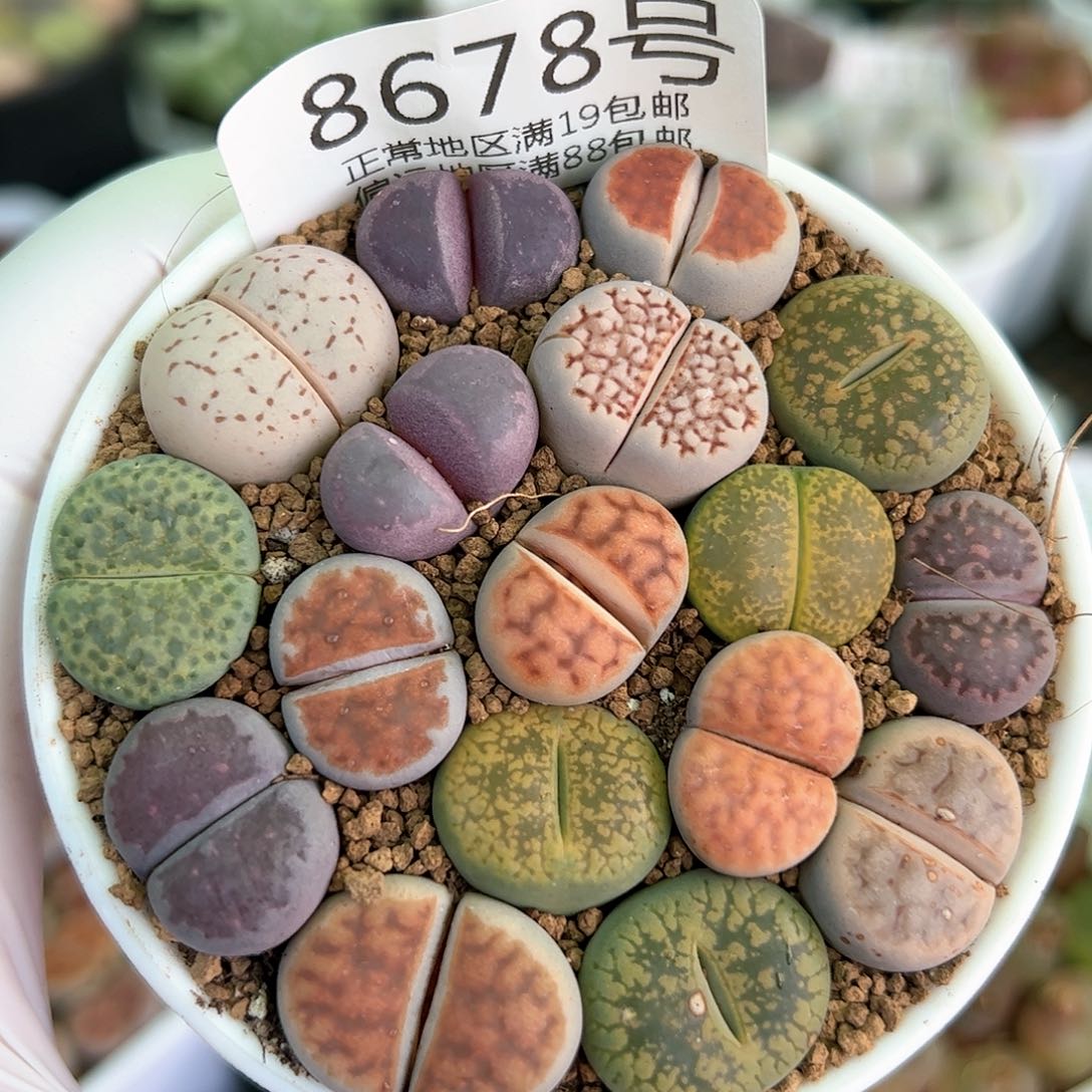 好养易活生石花大母本8678