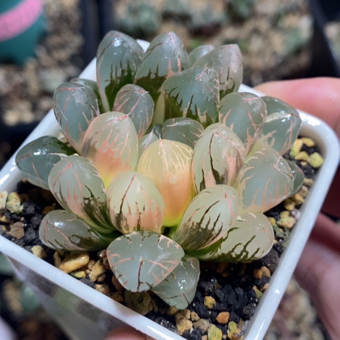 一颗实生玉露锦 开播福利