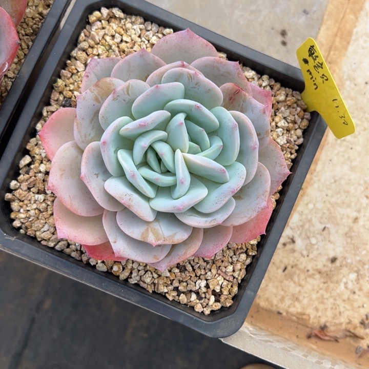 *****敏宝贝羽澄双心一颗