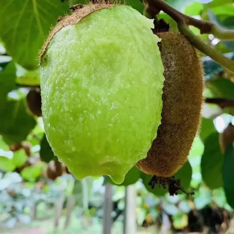 农家种植绿心猕猴桃