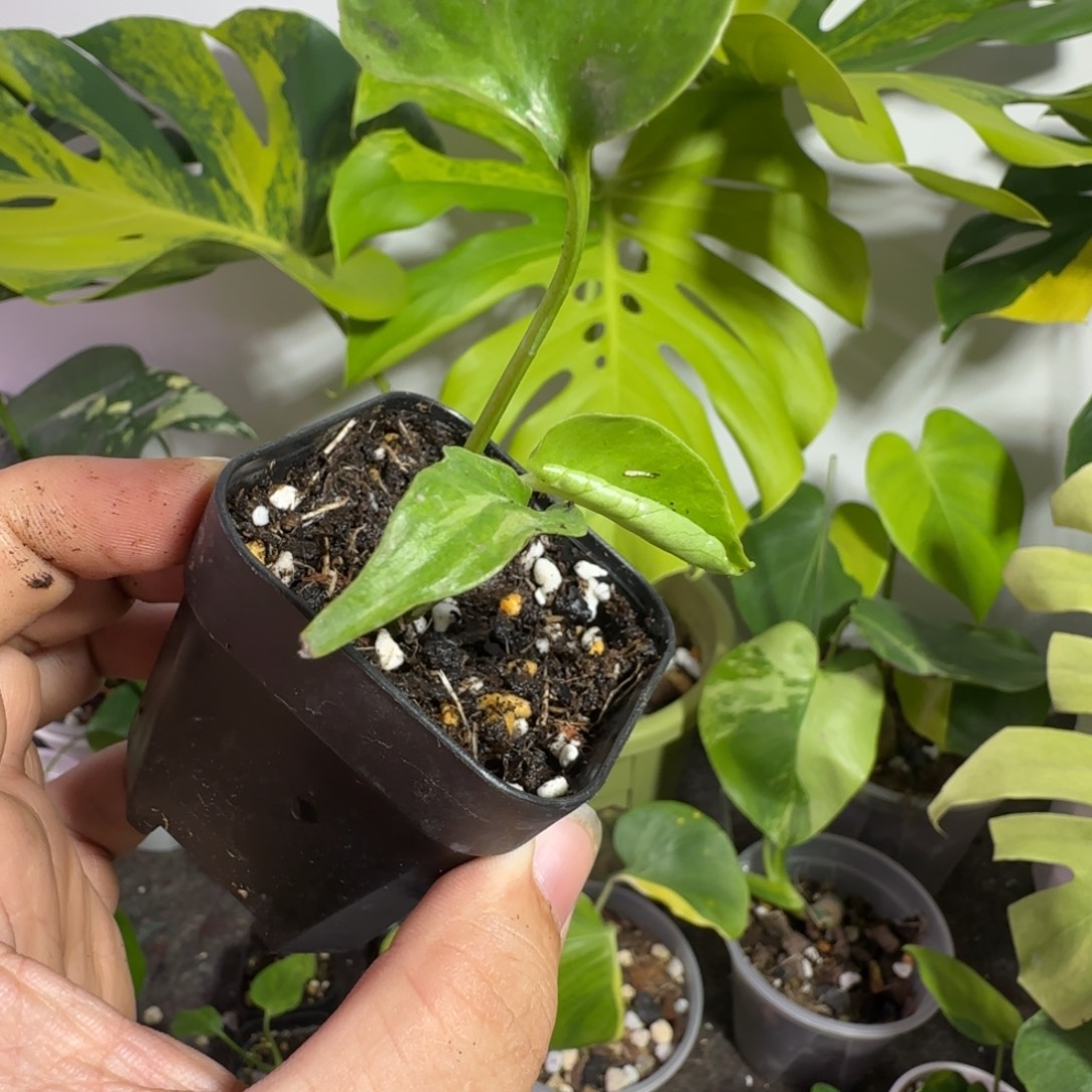 龟***师完全开放龟背竹种子苗