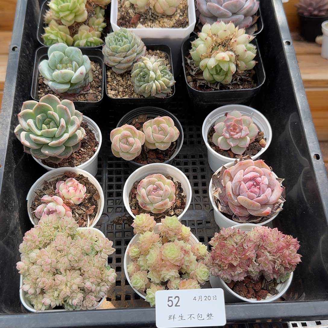 框拍框拍0420-52