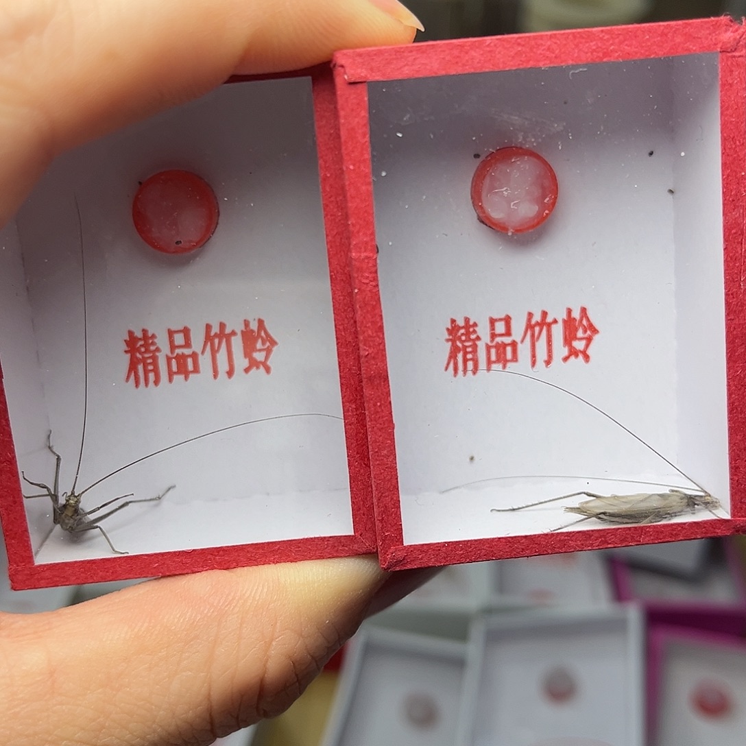 蚂蚁工坊天水黑竹。        