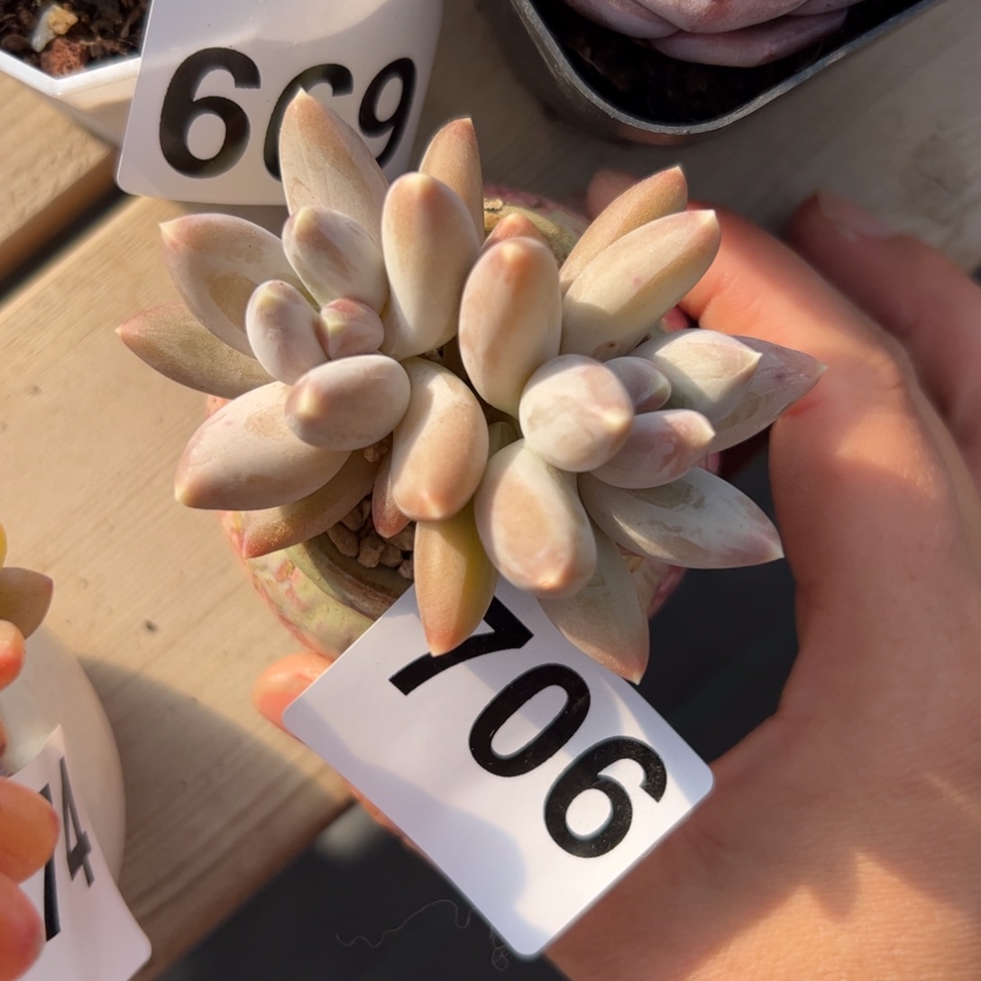 706 满38包邮一物一拍