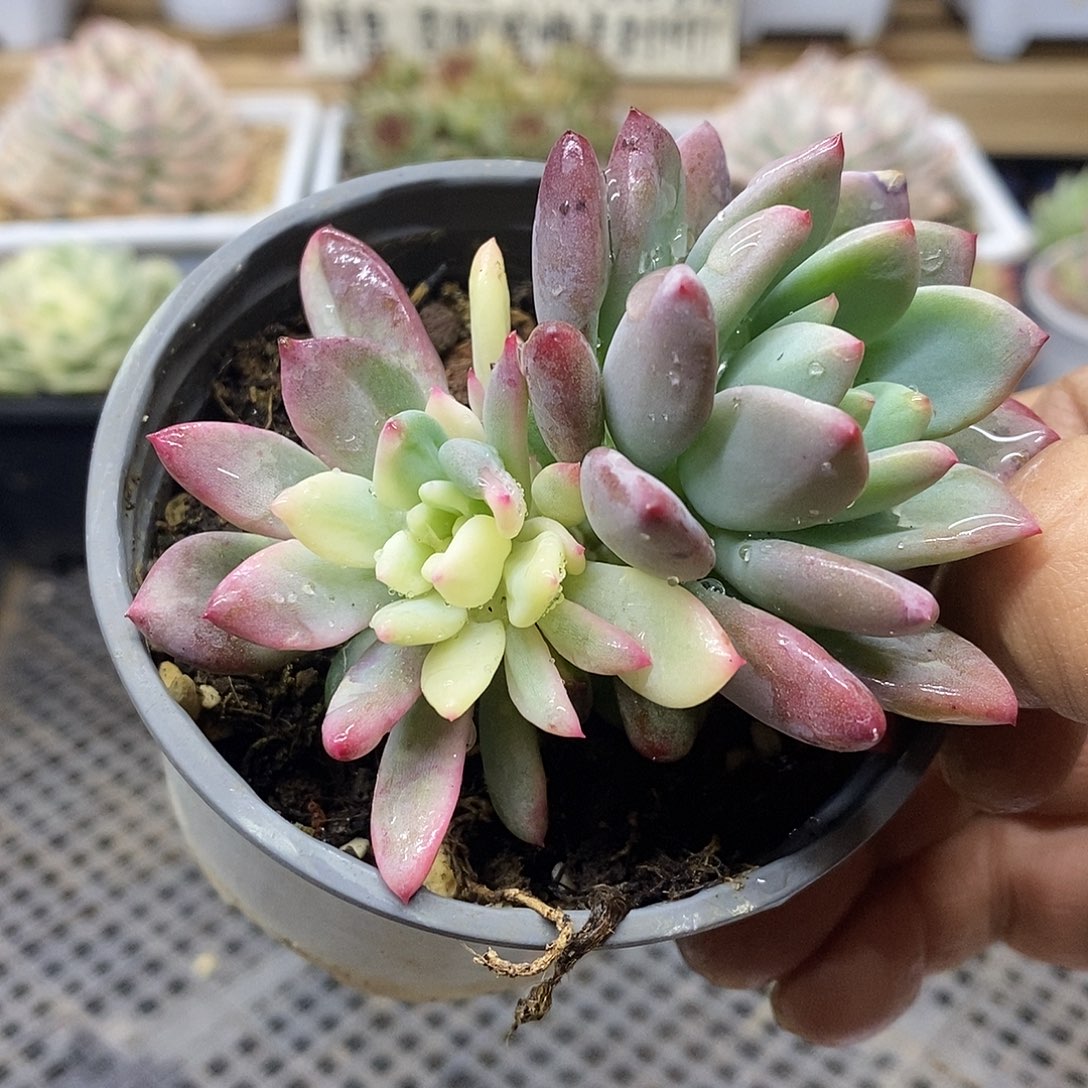 11133 胭脂美人花脸锦