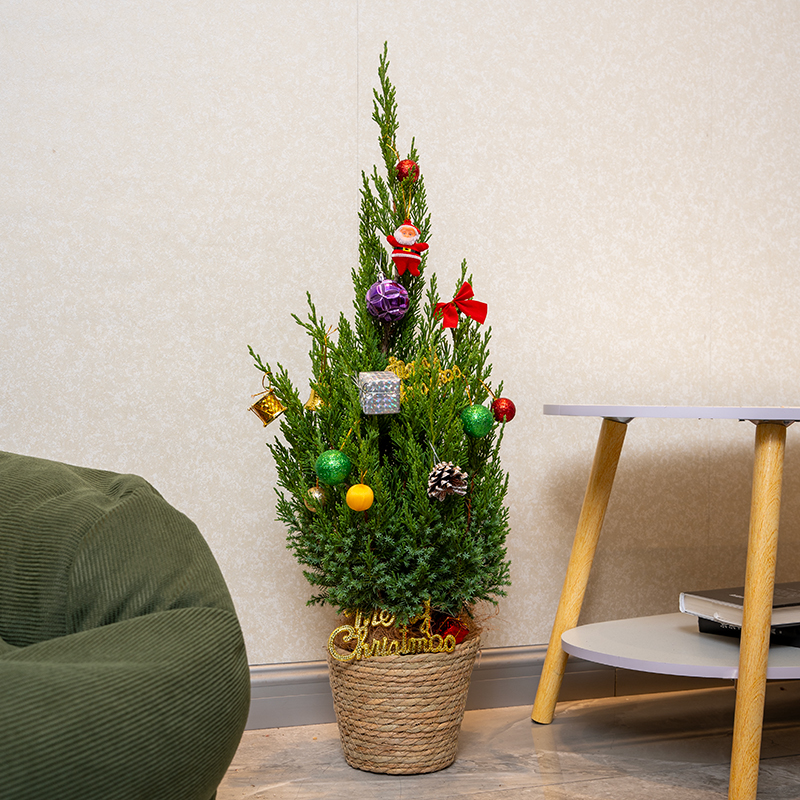 塔柏松树盆景真树圣诞树挂满来年心愿的客厅小森林绿植