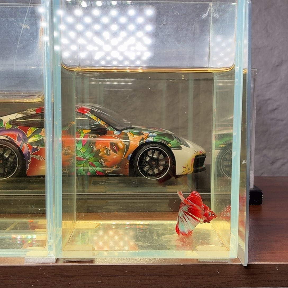 斗鱼彩金半月公鱼