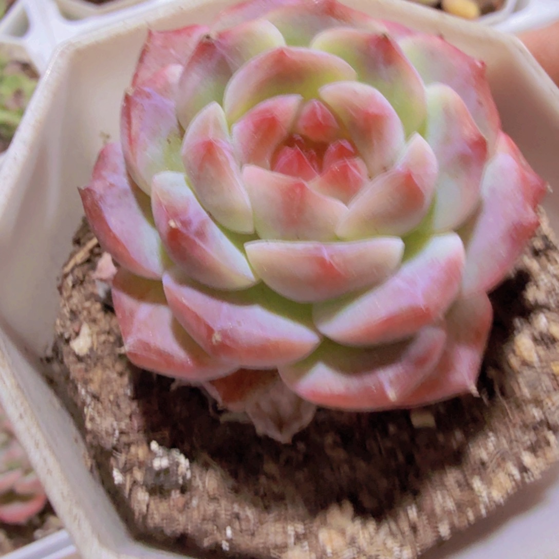 梦幻女王单双头混发