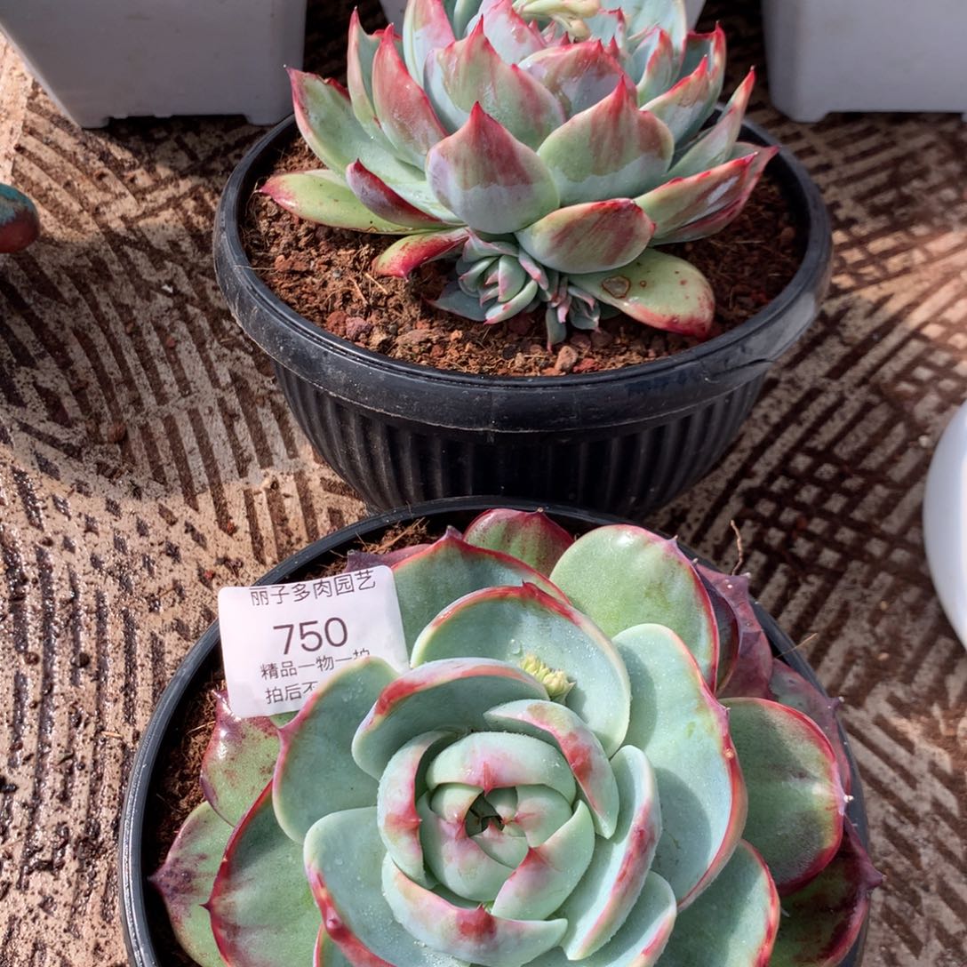 750惊鸿一组2颗。尺寸14。多肉植物