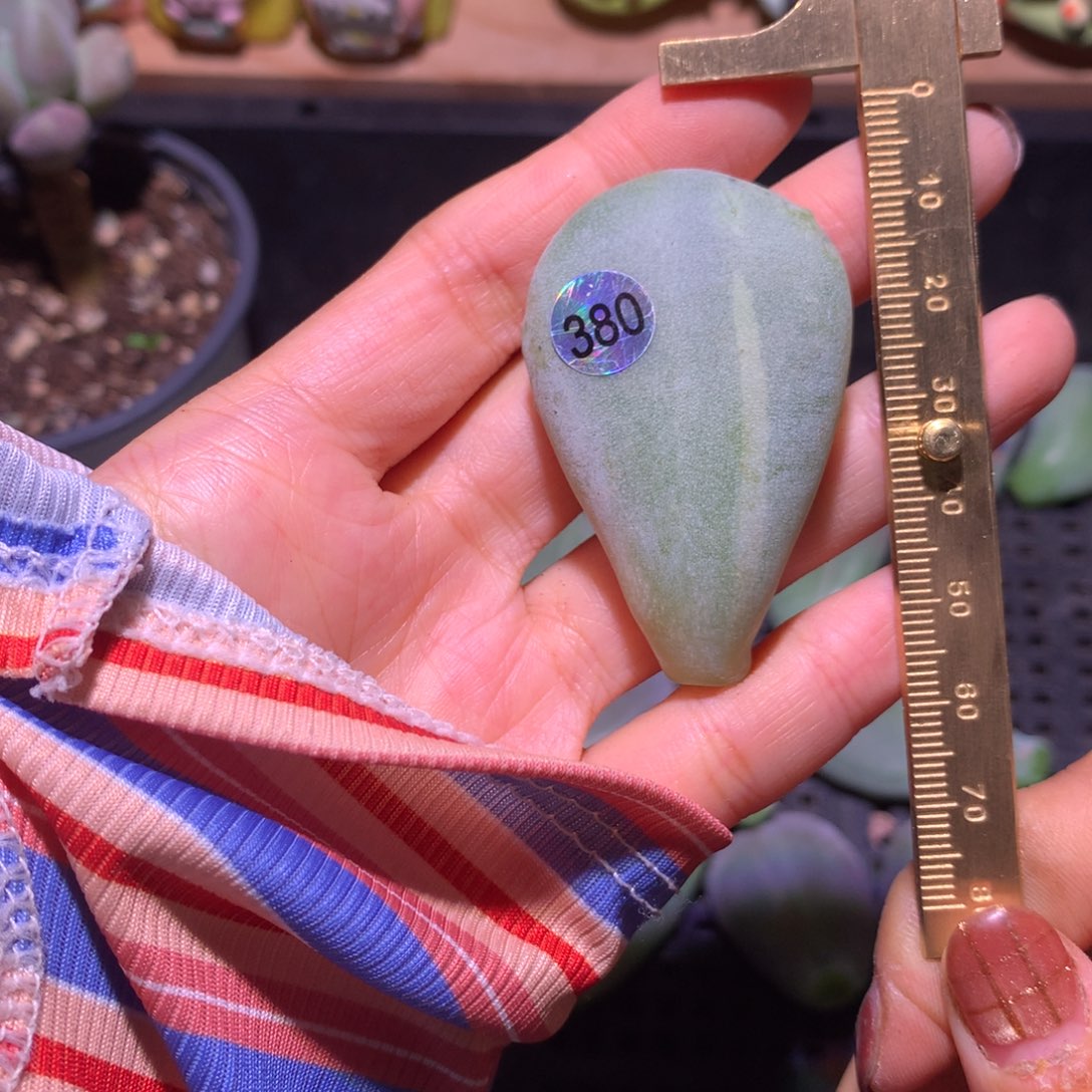 380油煎奶酪锦叶片