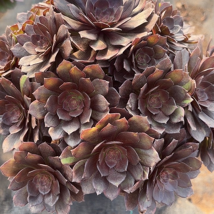 男爵多肉法师不包损3