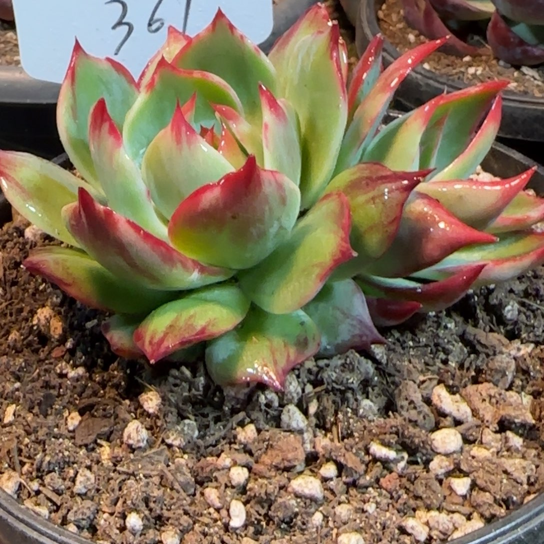 惊鸿一物一拍包装收缩花旱361