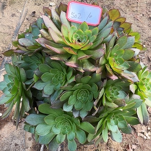 多肉植物红魔502号