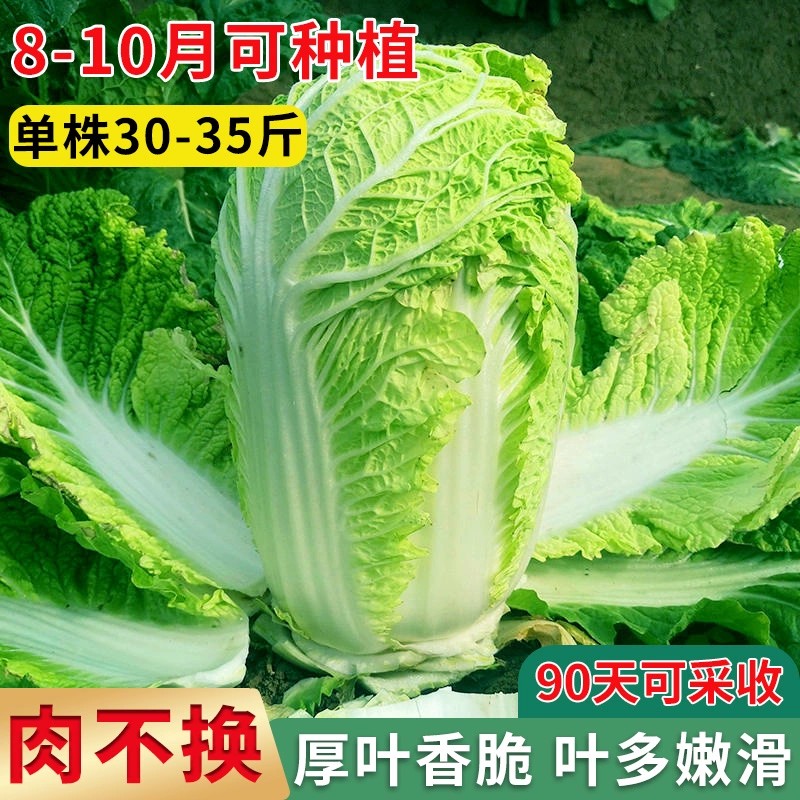 【全店满5包包邮】38斤冬储大白菜种子越冬夏阳白菜籽四季速生奶