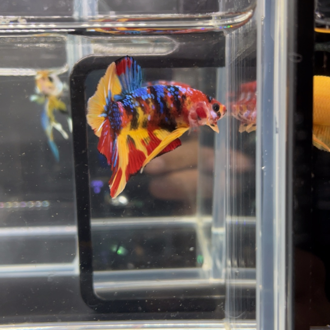 斗鱼11.21下午糖果将军019