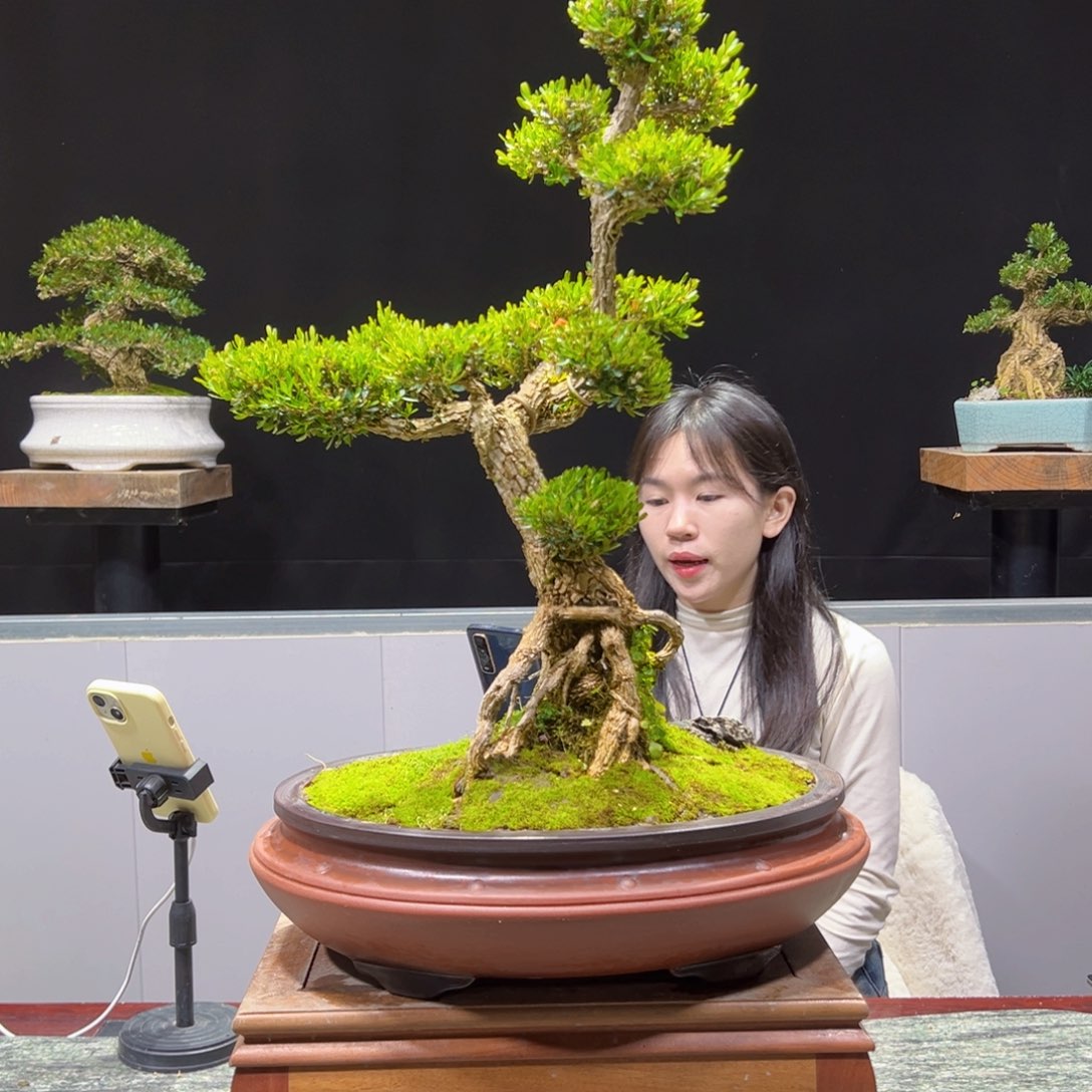 四季常青老桩黄杨盆景