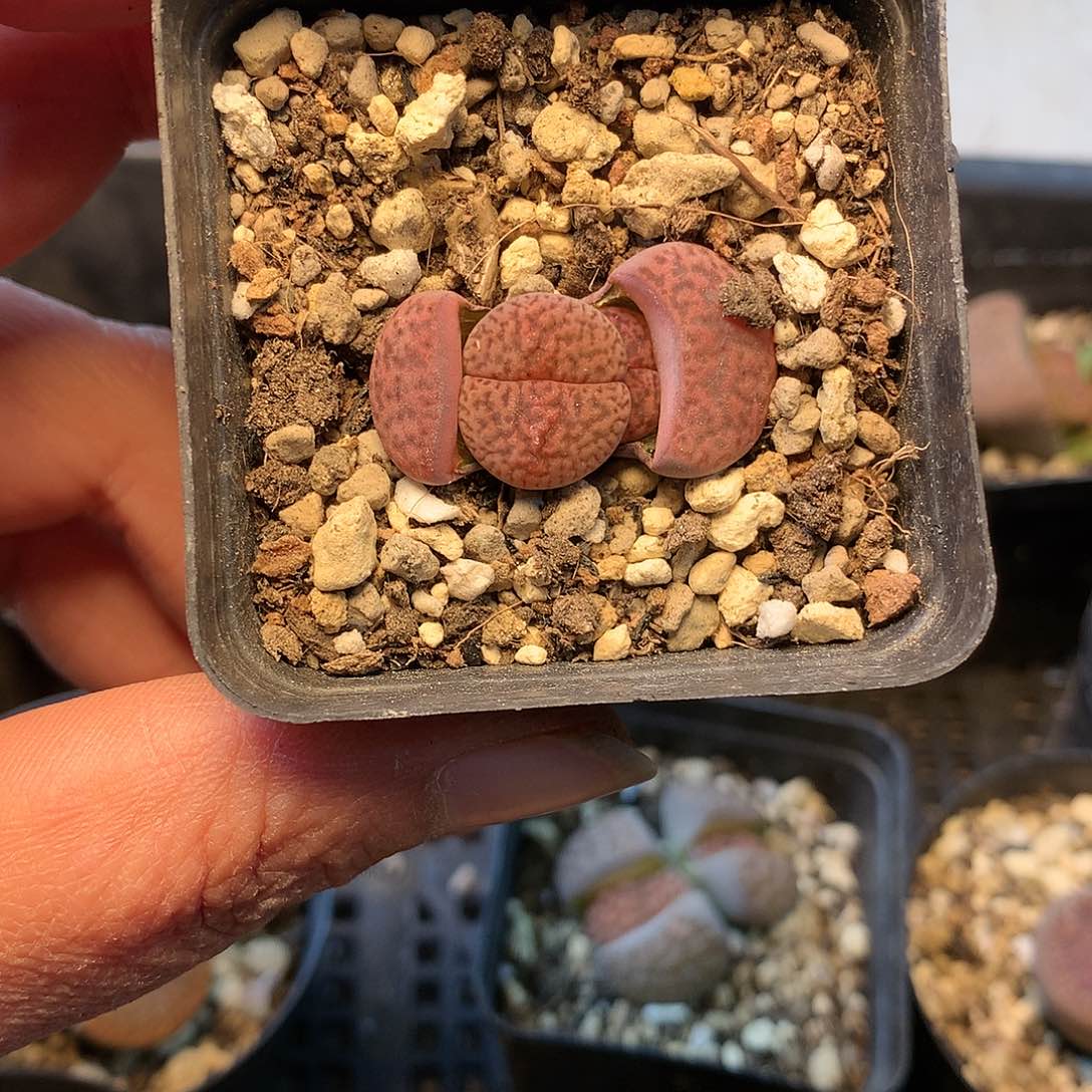 B389多肉植物保护