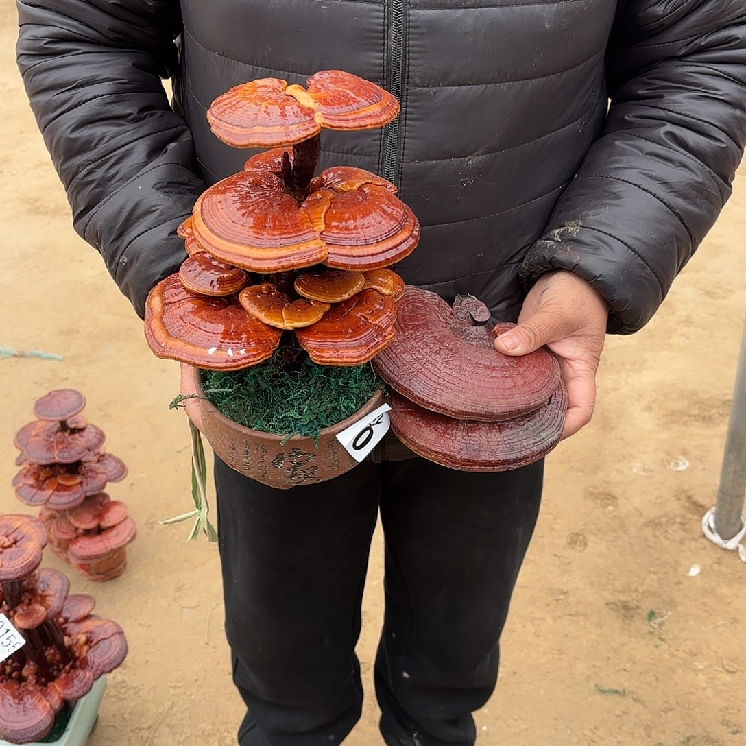 无花朵灵芝是我国著名植物