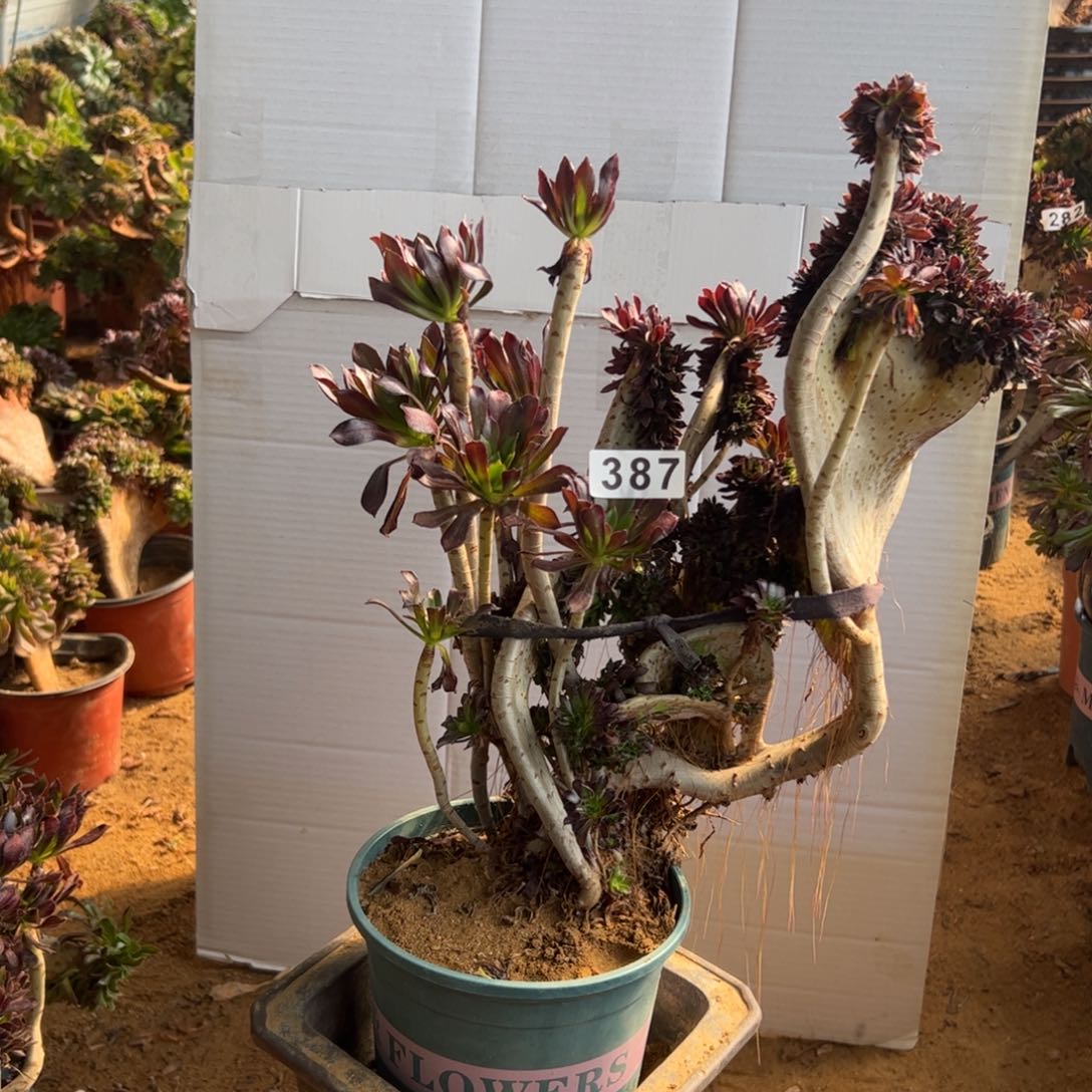 有伤黑缀387高37