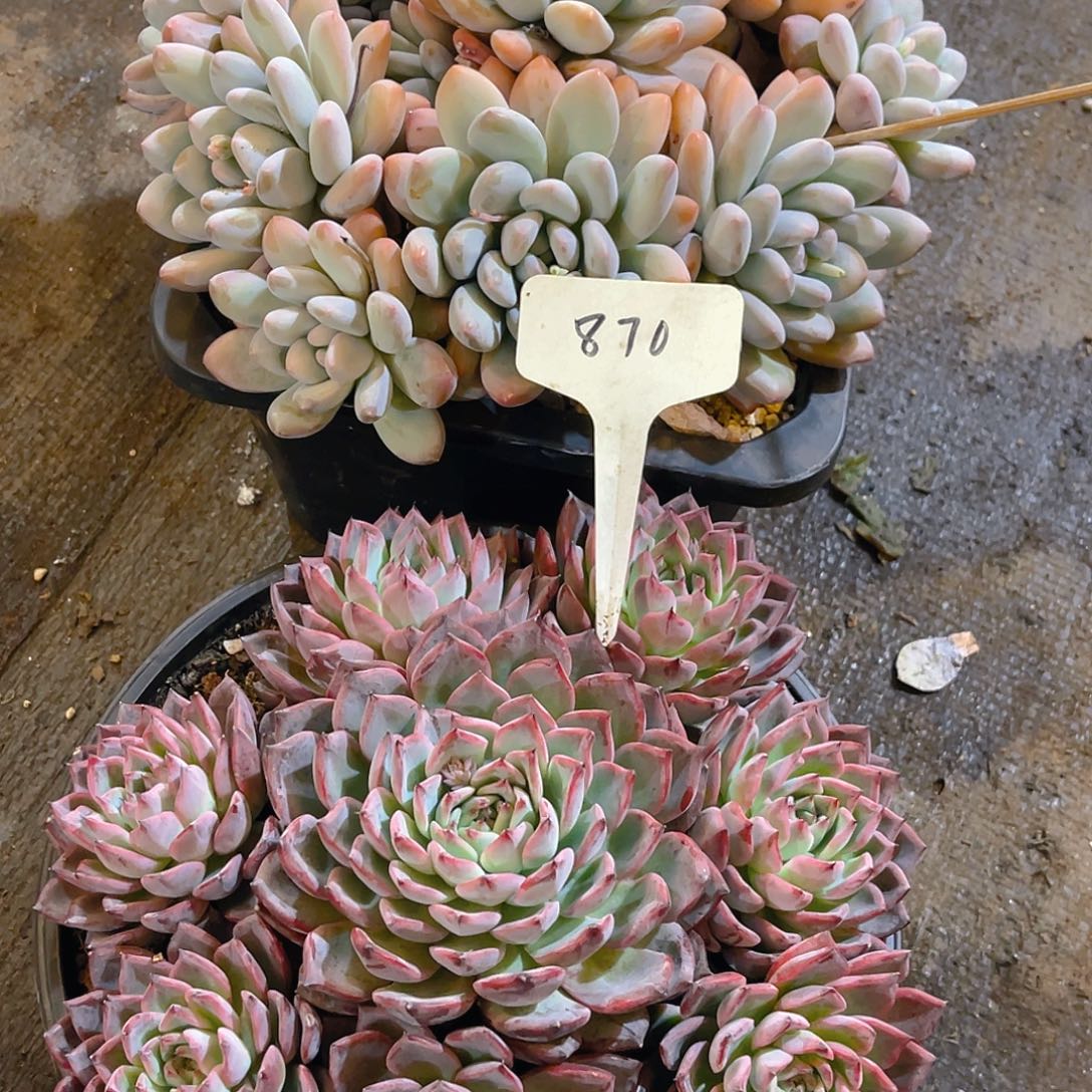 江****000000000000000870