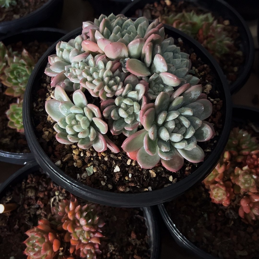 ⊹****百达翡翠朵朵多肉植物