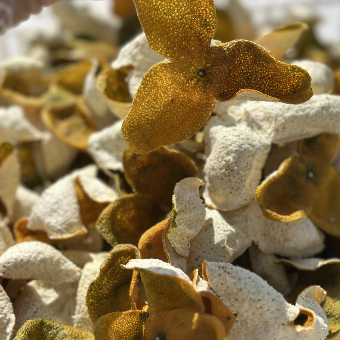 2025 新会天马 二红皮（圈枝、驳枝）