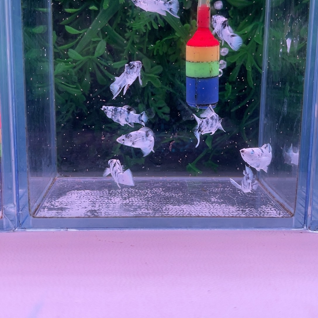 黑玛丽鱼27号玛丽苗子8+2备损