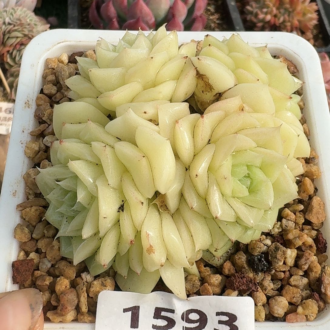 1593一物一拍（满28包邮）