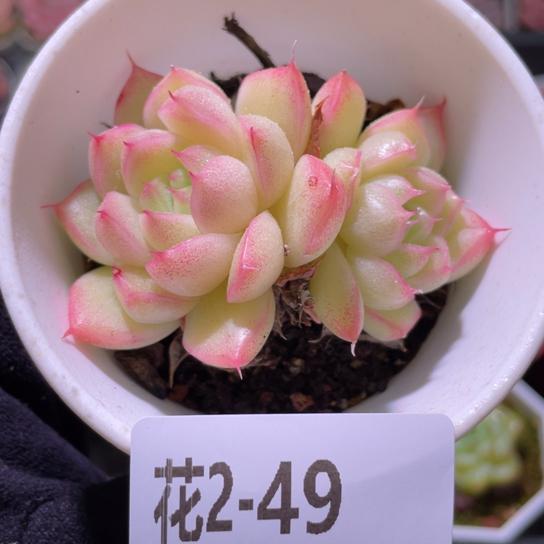 花利美2-49麦秆双头