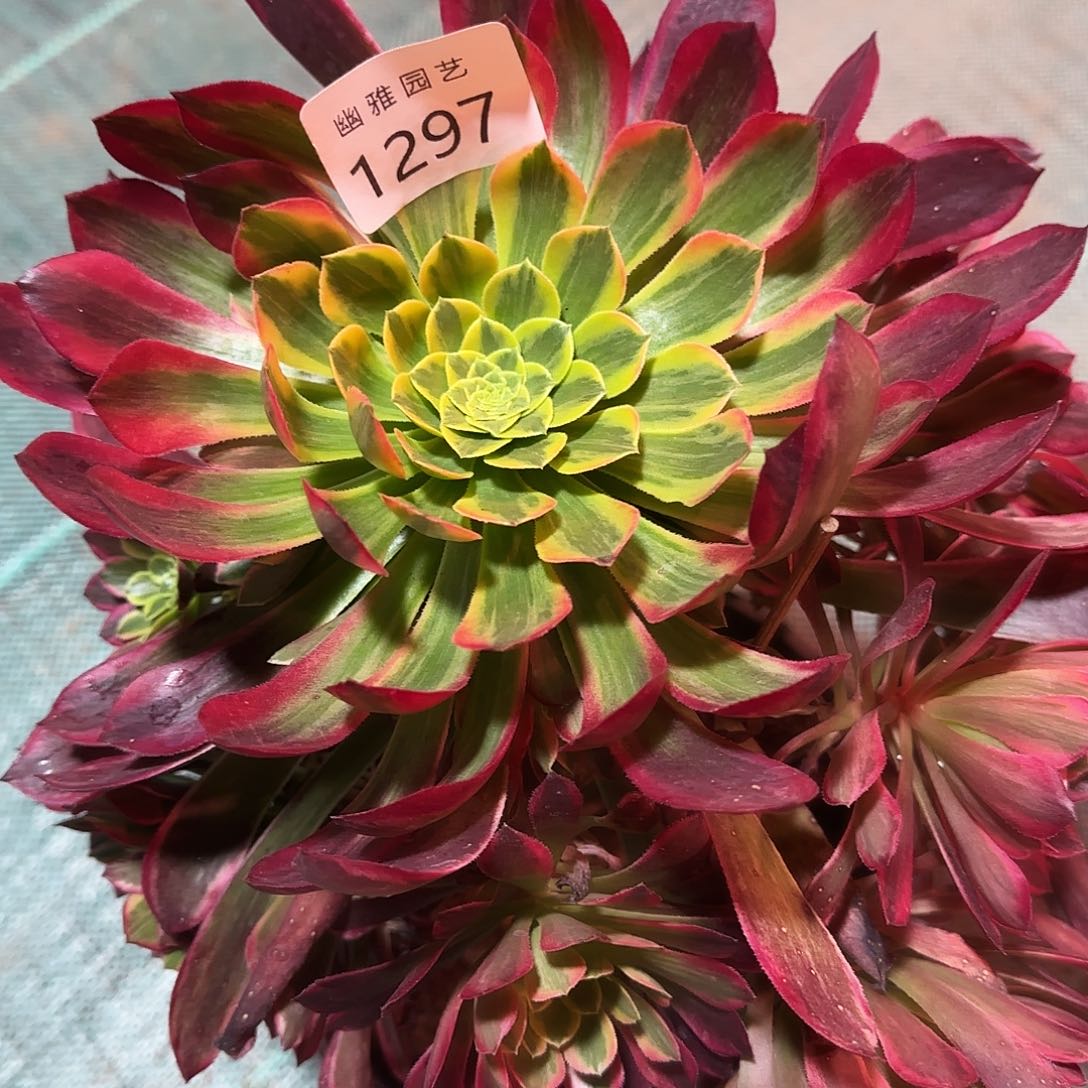 多肉植物朝霞18.8