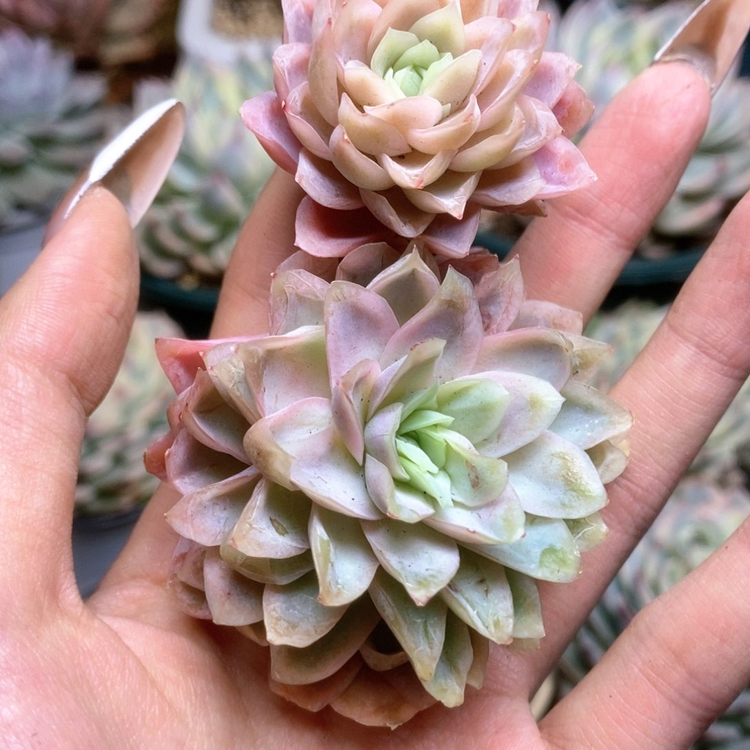 015冰玫瑰锦锦锦锦锦锦