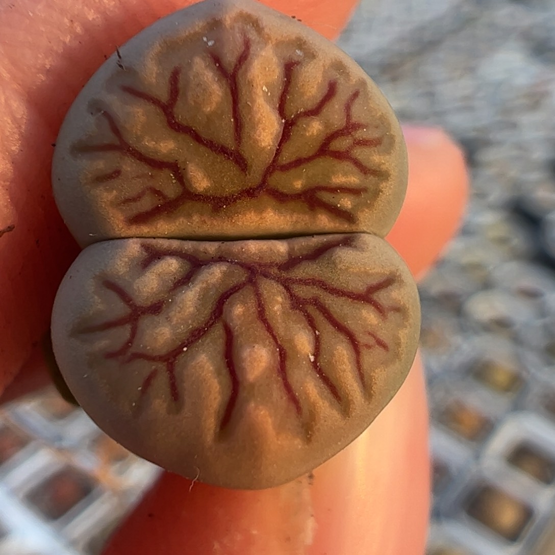 多肉植物百科214