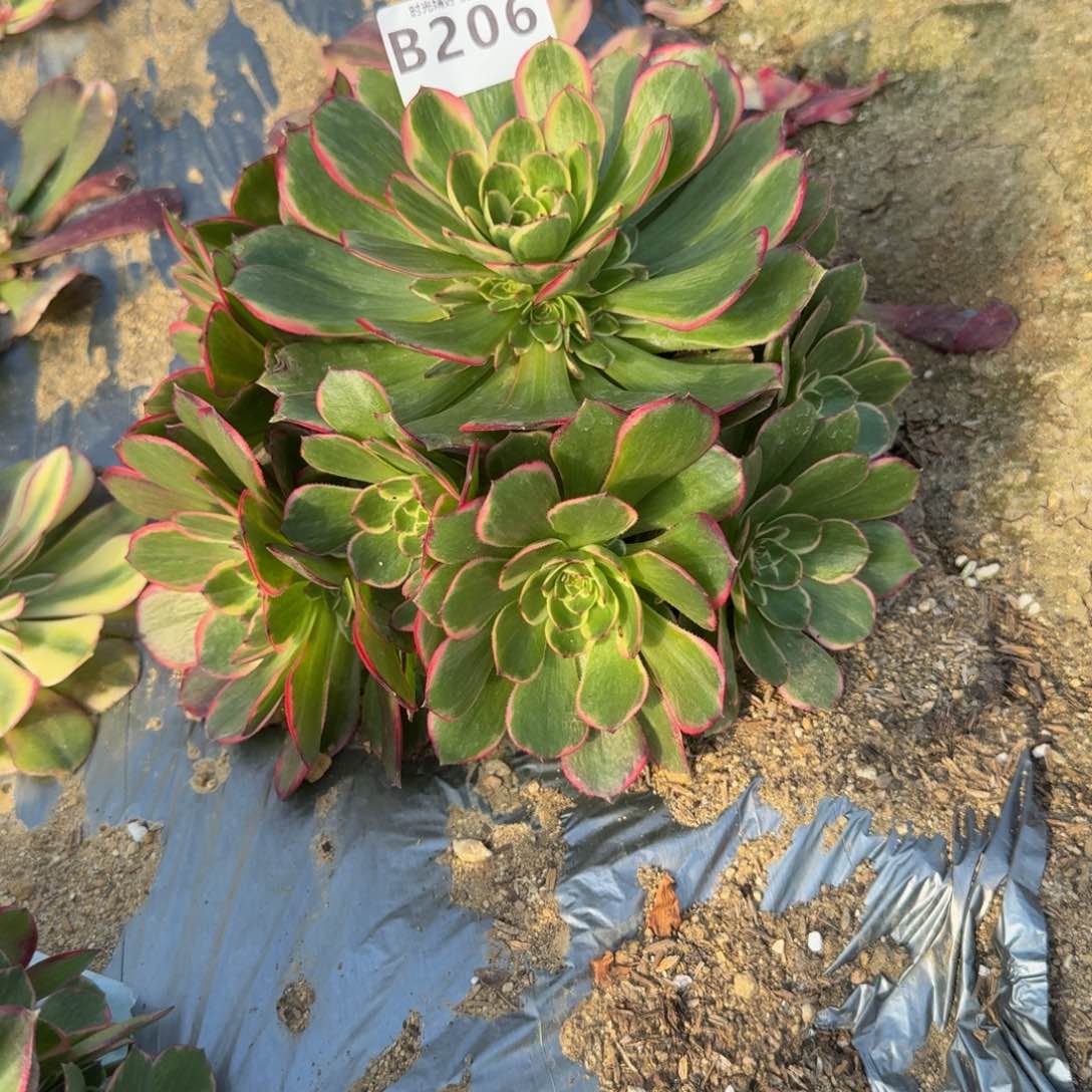 206粉花妖。多肉植物