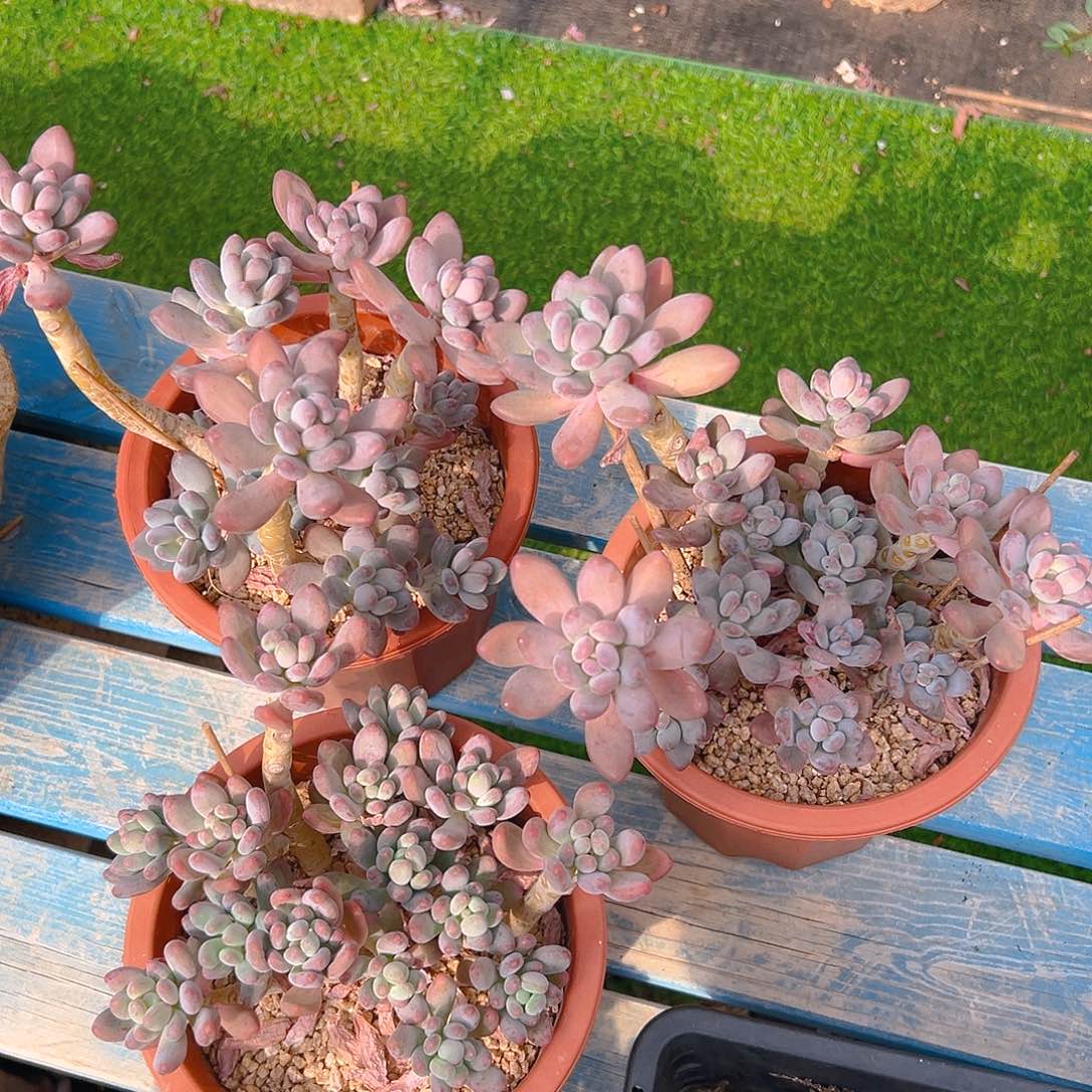 苹果美人，满18包邮