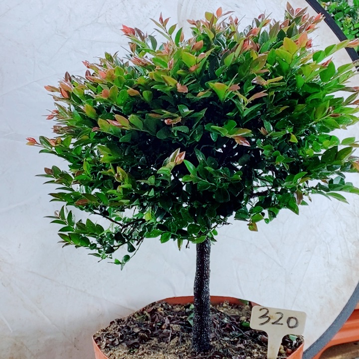 梵***࿐完全开放小叶紫檀320