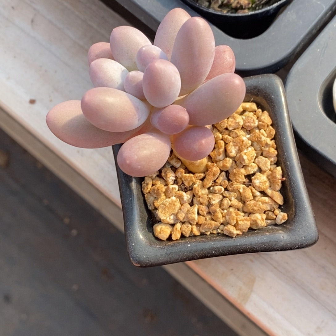 精品多肉一物一拍不包整387