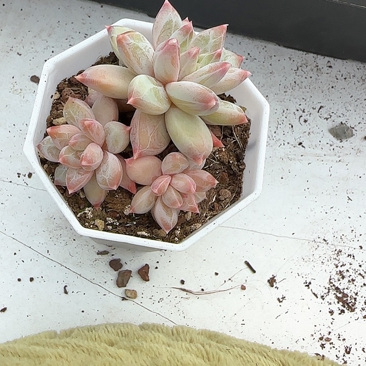 青蛙王子儿童牙膏111