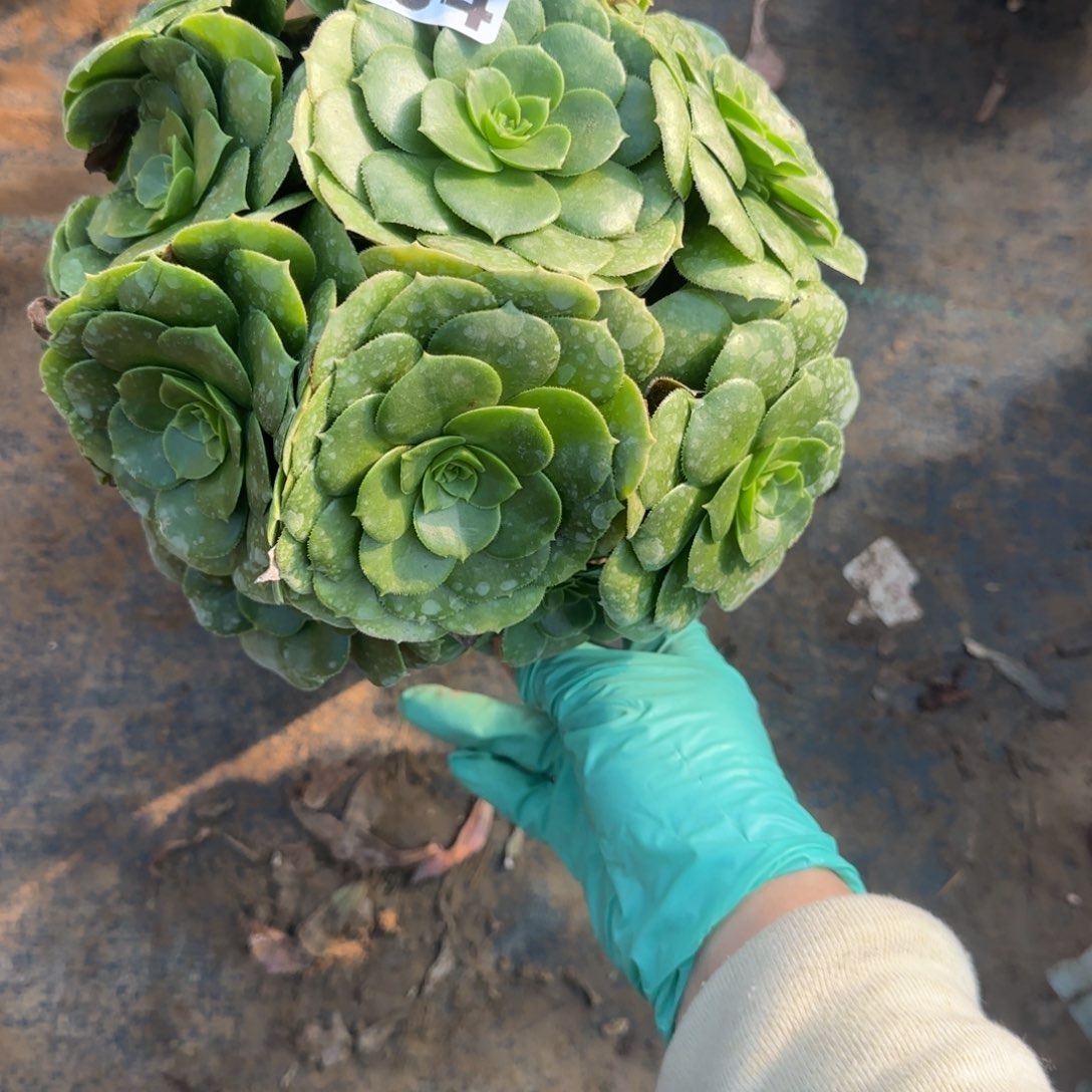 肥厚叶绿羊绒084满20包邮断枝不包