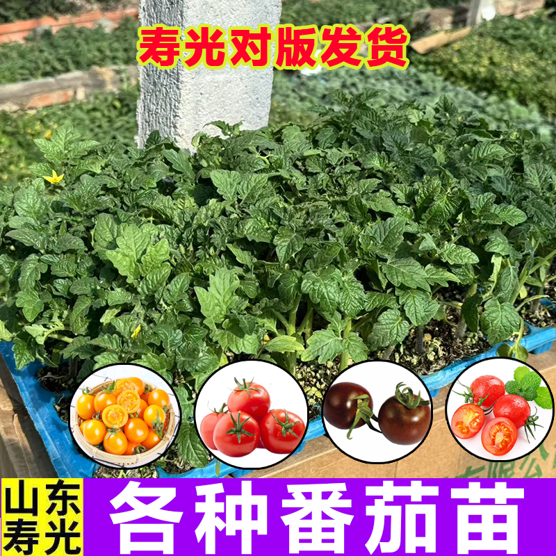 番茄种苗高产苗普罗旺斯西红柿四季地栽蔬菜水果菜苗番茄大全菜苗