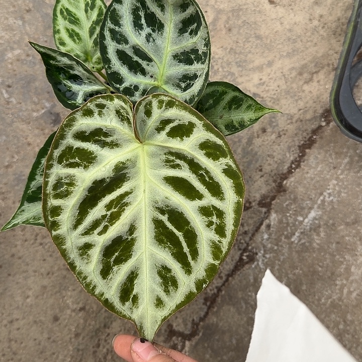 完全开放一物一拍T133