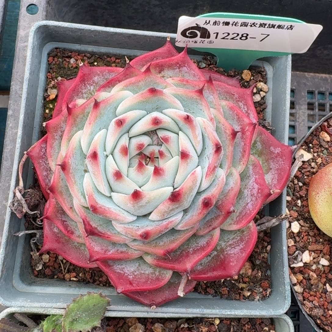 从前慢花园多肉编号1228-7