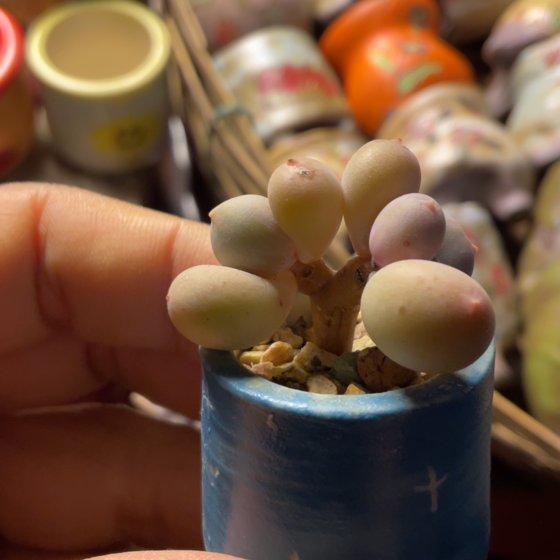 韩国正版彩虹奶酪带盆