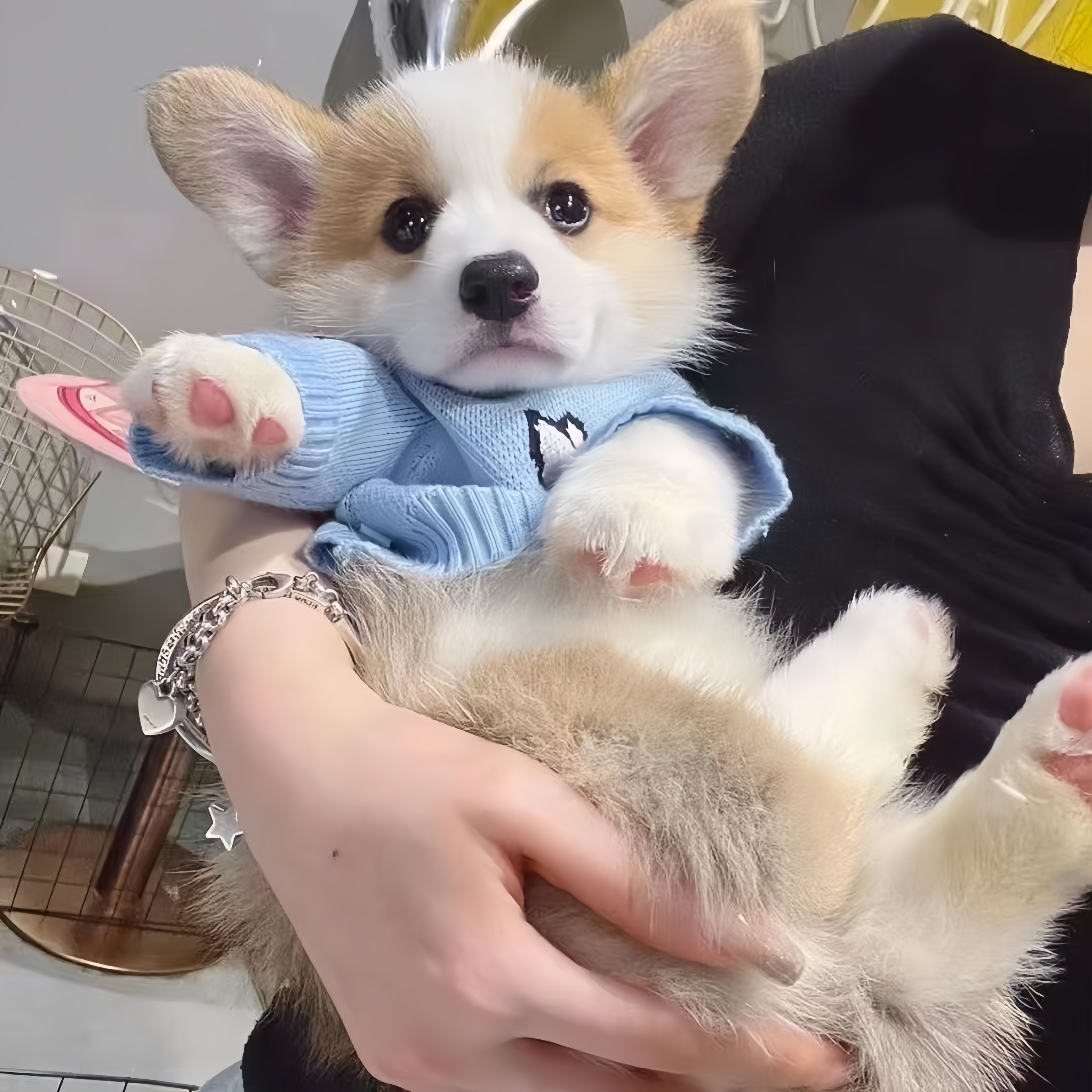 展子93李恒柯基犬纯种狗狗柯基宠物狗黄白两双色小短腿狗
