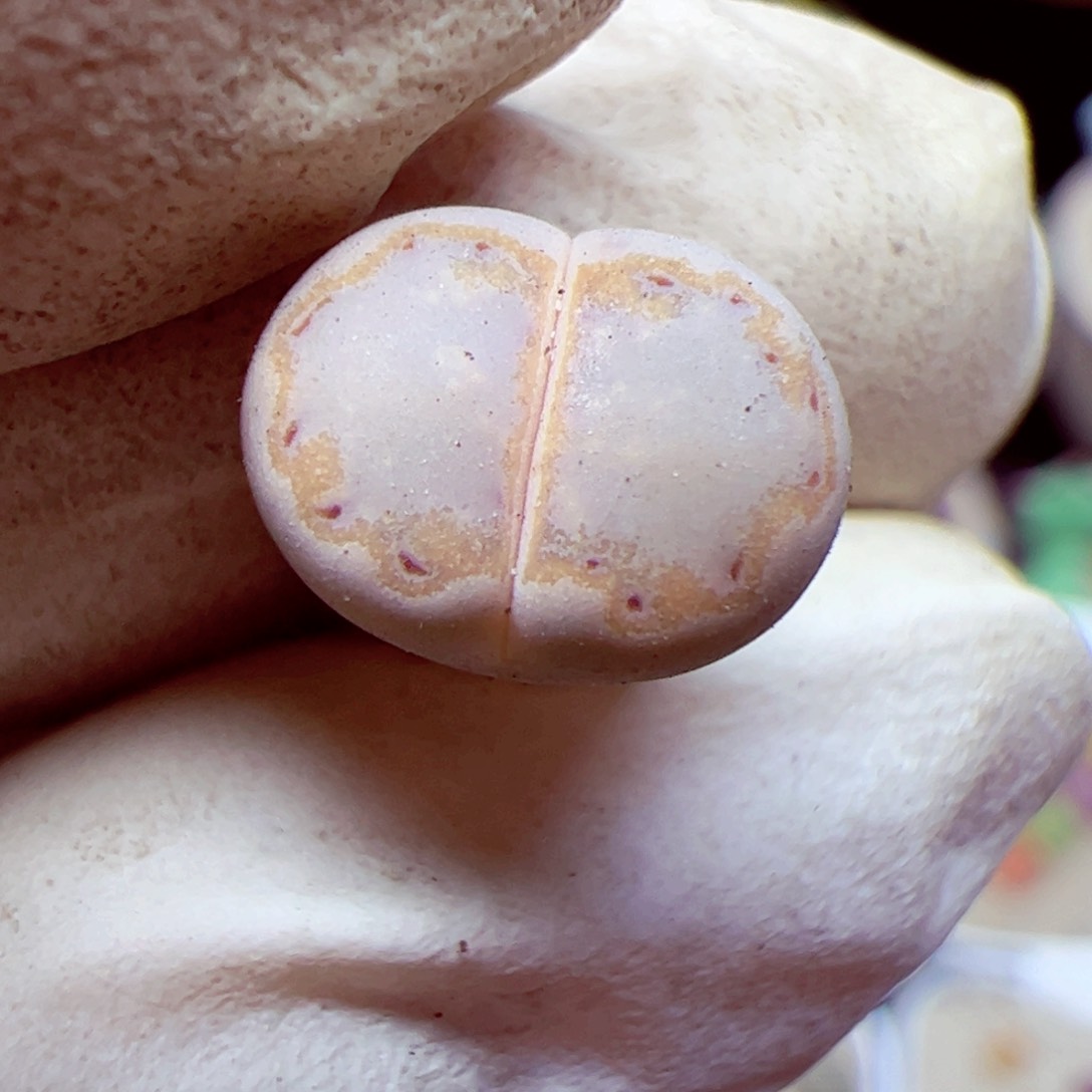 115 优秀的肉肉66