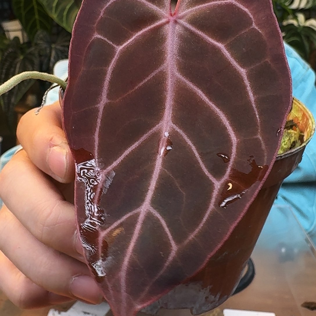 完全开放J39树莓杂阿波罗